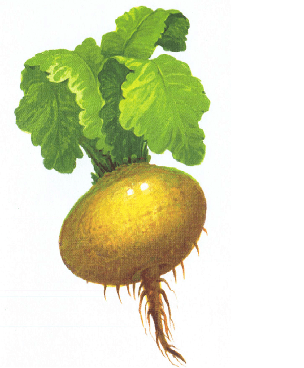 turnip გაზრდის პოტენციალი